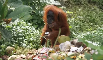 Bilim İnsanları İlk Defa Gözlemledi: Orangutan Yarasını İyileştirmek İçin Şifalı Bir Bitkiye Başvurdu